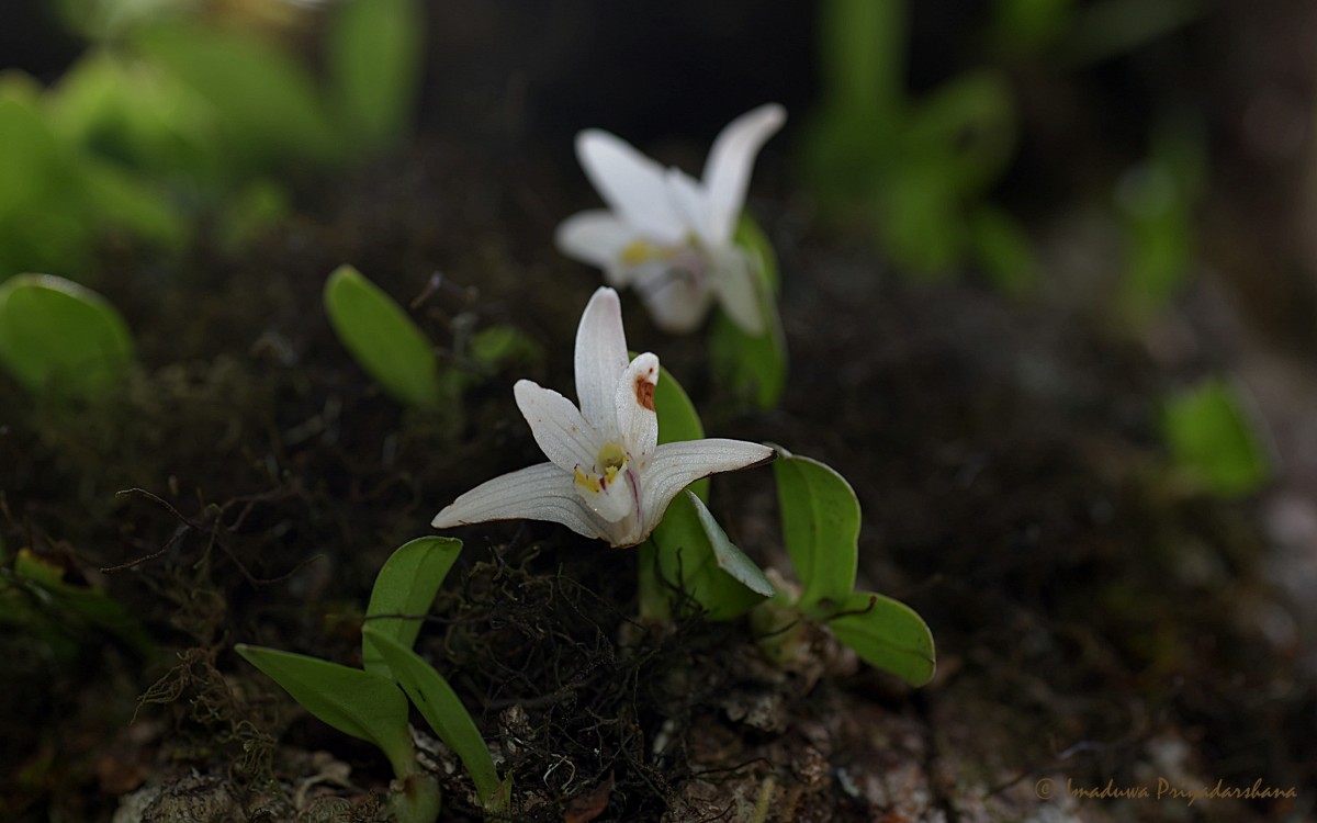 Porpax braccata (Lindl.) Schuit., Y.P.Ng & H.A.Pedersen